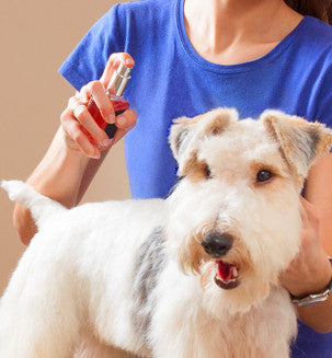 We are all used to the fact that taking care of pets is our everyday responsibility