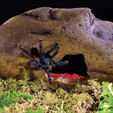 Exo Terra Crystal Cave, Medium